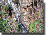 Podarcis peloponnesiacus